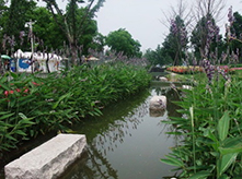 水生植物景观