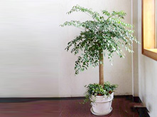 幸福树室内进化空气植物养护租赁