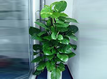 绿萝植物进化空气