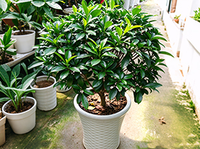 非洲茉莉