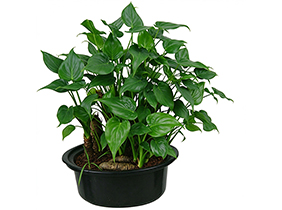 千手观音植物养护