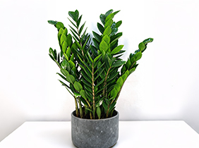 金钱树植物养护租赁