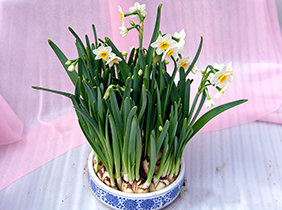 水仙花