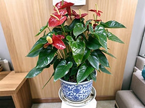 红掌养护