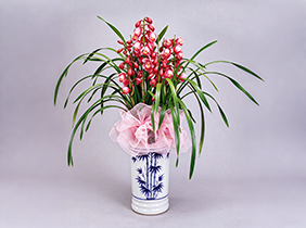 大花蕙兰