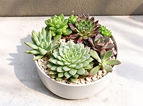 多肉组合植物养护