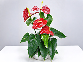 开花植物
