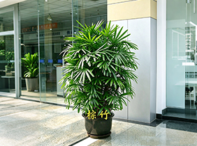 耐冻植物棕竹