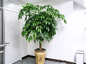 幸福树