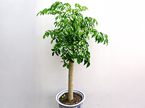 幸福树植物养护租赁