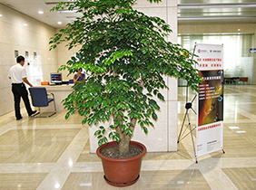 植物养护租赁幸福树
