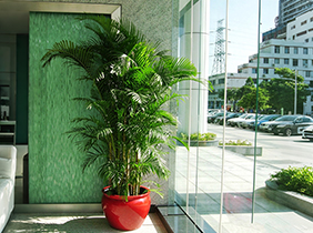 散尾葵养护