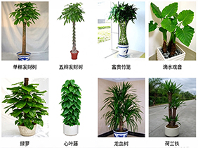 上海绿植租赁