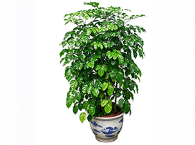 绿宝植物养护租赁