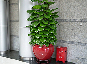 进化空气的植物大绿萝
