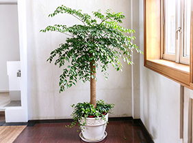 幸福树室内进化空气植物养护租赁