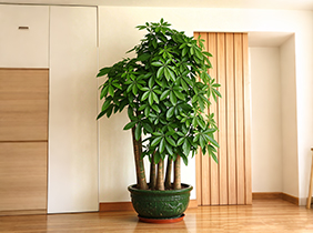 大发财树植物养护租赁