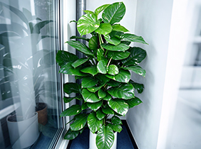 绿萝植物进化空气