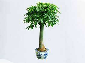 独杆发财树