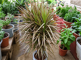 彩虹木植物养护