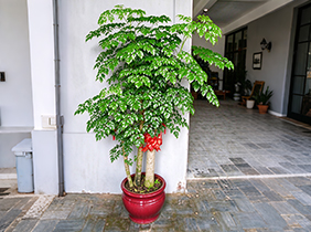 植物养护租赁