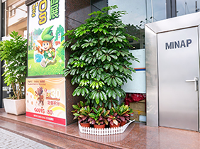 植物摇钱树养护租赁