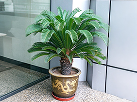铁树