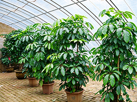植物养护租赁摇钱树