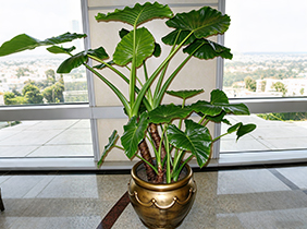 滴水观音室内植物养护