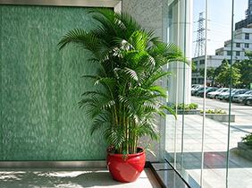 散尾葵