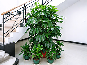 植物养护盆景租赁