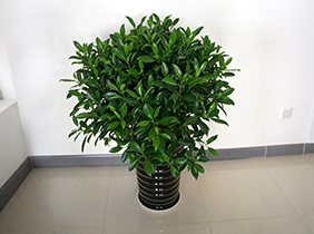 非洲茉莉