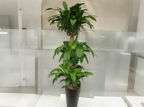 巴西木植物养护