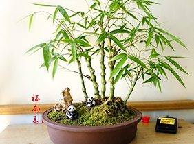 竹子盆景