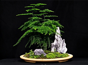 文竹盆景