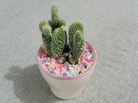 小植物