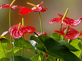 红掌的花