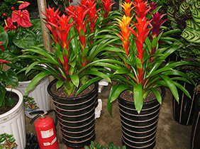 室内植物花卉凤梨