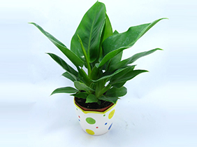 小植物