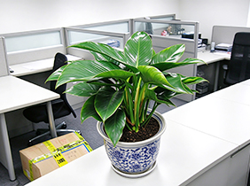 小植物