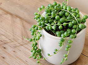 室内观赏植物珍珠吊兰