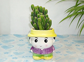 仙人掌