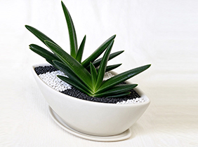 多肉植物养护
