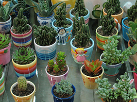 各小迷你植物