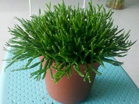 防辐射多肉植物