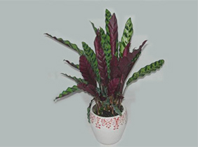 豹纹竹芋