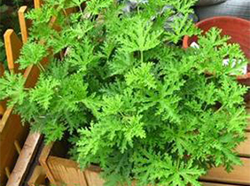 驱蚊草植物养护