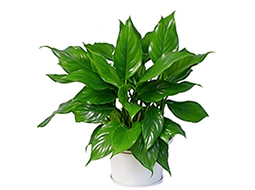 万年青植物养护租赁