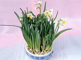 水仙花