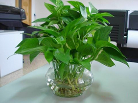 水养绿萝植物租赁